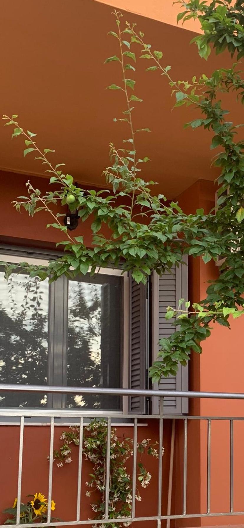 Lefkas Apartment Kalligoni 외부 사진